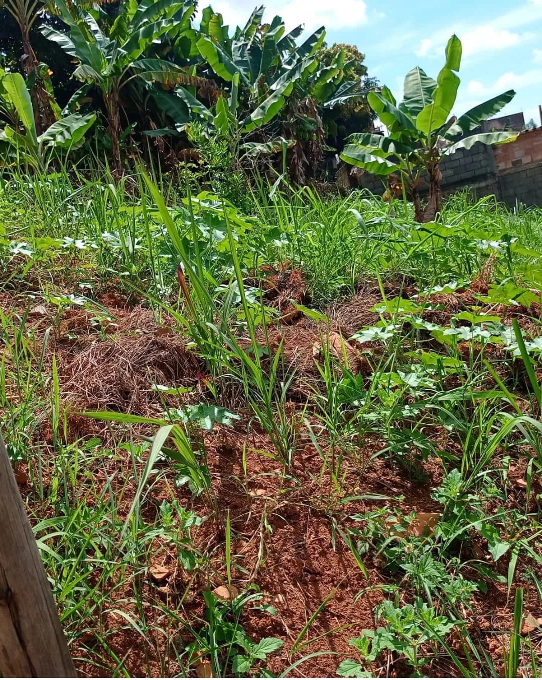 Lote para Venda